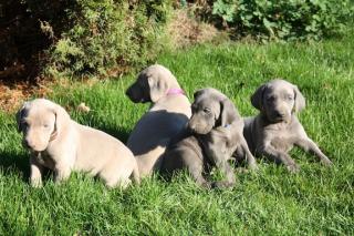 Weimaranerwelpen aus Familienzucht