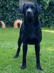 Schwarzer Labrador Deckrüde vererbt braun blond