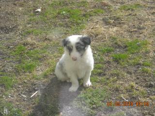 Bildhüpsche Welpen in blue-merle mit Papiere