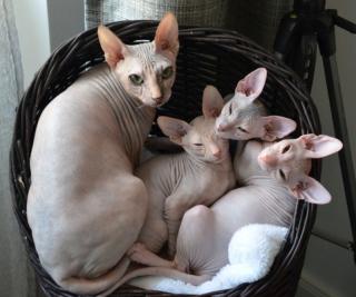 Wundervolle SPHYNX-Babys mit Papieren