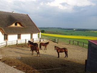 Pferderanch in Ungarn zu verkaufen