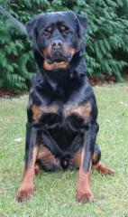 Rottweilerrüde zu verkaufen