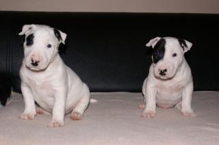 Wunderschöne Erstklassige Standard Bullterrier Welpen