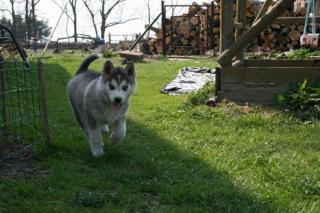 Siberian Sibirien Husky Welpen Reinrassig