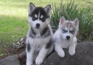 Blaue Augen Siberian Husky Welpen