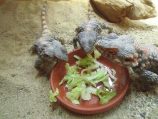 3 Schleuderschwanzagamen mit großem Terrarium