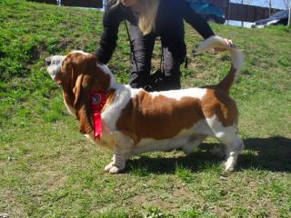 Basset Hound Welpen zu verkaufen