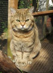 Kater abzugeben BKH Black-Golden Spotted kastriert