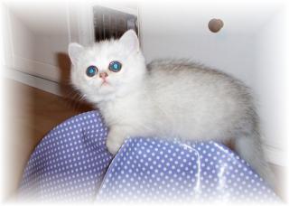 Perserkater Exotic Shorthair vom Züchter