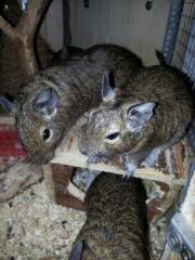 Degu Weibchen