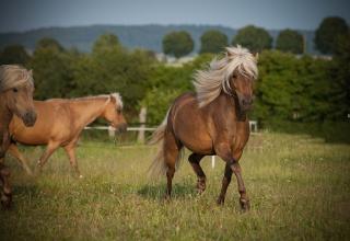 Typvolle Classic-Pony Stute abzugeben