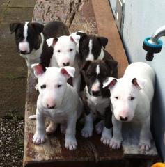 9 Wochen alte Bullterrier Welpen in Verantwortungsbewusste Hände abzugeben