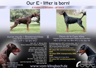 Wunderschöne Dobermannhündin Welpe mit DV-Papieren abzugeben