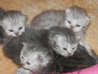 PERSERBABYS ab 15. 11, verschiedene Farben, Silver-tabby, blue, red, COlourpoint-red, s