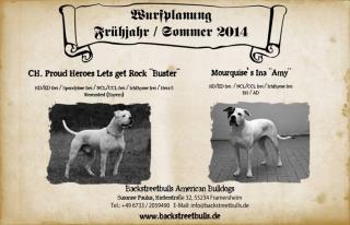 Backstreetbulls American Bulldogs Wurfplanung Frühjahr / Sommer 2021