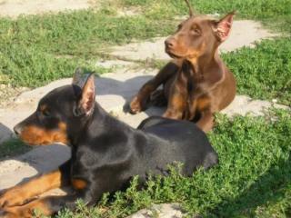 Kräftige hübsche Dobermann Welpen