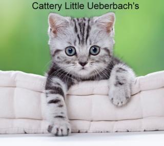 BKH Kitten in black-silver-classic tabby