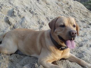 Reinrassiger Labrador zum Decken