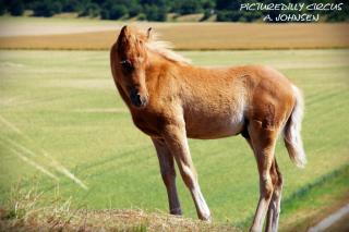 Elegantes Classic-Pony Hengstfohlen abzugeben