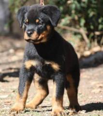 Top-Rottweilerwelpen