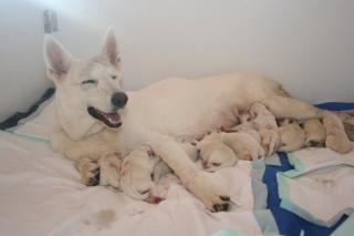 Weiße Schäferhund Welpen vom Dyck Welpen-Alarm