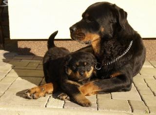 ROTTWEILER-in, schöne, gesunde und kräftige Welpe, 8 Wochen alt