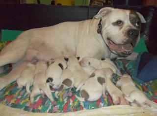 American Bulldog- welpen