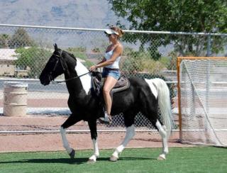 8j Tobiano Wallach Pinto sucht neue Aufgaben