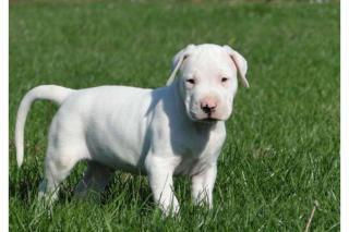 Erstklassige reinrassige DOGO ARGENTINO Welpen