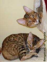 Bengalcats of Chadna Bengal Kitten mit TICA-Papieren vom Hobbyzüchter