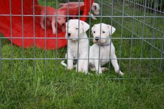 Süße Reinrassige Dogo Argentino Welpen zum Verkauf