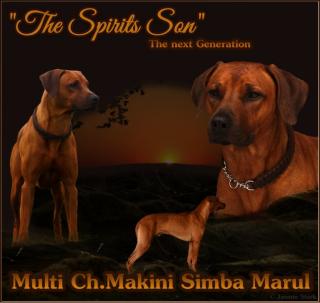 Multi Ch. Deckrüde Makini Simba Marul THE SPIRITS SON Rhodesian Ridgeback