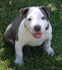 American Pitbull Terrier MAKY