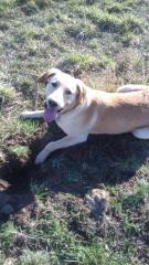 Labrador sucht ein neues zuhause