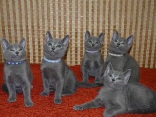 Russisch blau Kitten mit Stammbaum