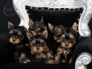 Bezaubernde Yorkshire Terrier Welpen aus seriöser Zucht