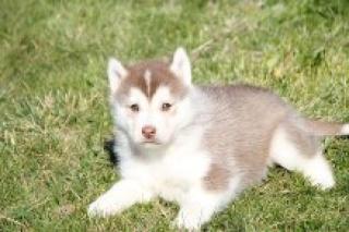 Liebe Siberian Husky Welpen ab 13. 01. 2021