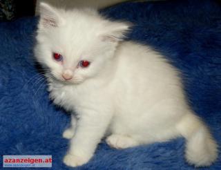 Schöne Ragdoll Kätzchen niedlichen Babys