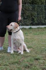 Labradorhündin sucht neues Zuhause