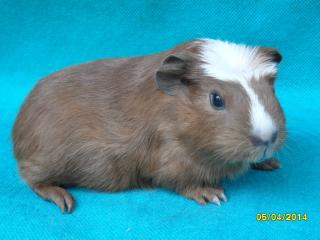 Junge Crested Meerschweinchen abzugeben