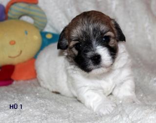 Coton de Tulear Welpen 01, 04, 2014 mit VDH Papieren