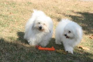 Coton de Tulear Hündinen mit VDH Papiern 1 Jahr 7 Jahre suchen nette