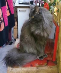 1 Jahr alte Maine coon katze sucht neues Zuhause