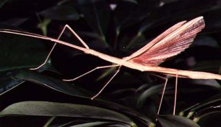 Rosageflügelte Stabheuschrecke Sipyloidea sipylus - Phasmiden