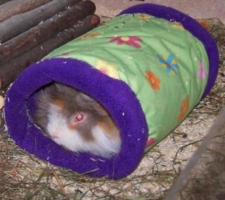 Kuschelsachen, Hängematten mit Gestell für Meerschweinchen, Kleintiere in der Vorr