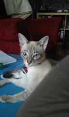 Kater Salem Blue Tabby sucht ein neues Zuhause