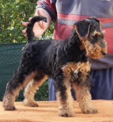 Airedale Terrier Welpen 10 Wochen mit KfT/VDH Ahnentafel