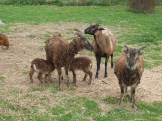 Verkaufe Soay- Bocklämmer, Suche Dorper-Aue- und Bock