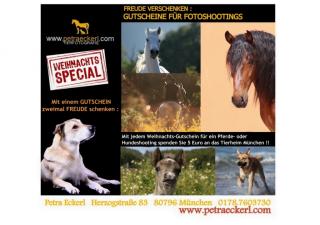 Freude schenken an Weihnachten Fotoshooting Pferde, Tiershooting, Pferdeshooti