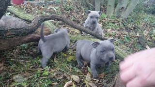 Staffordshire terrier blue